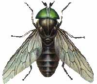 Horsefly