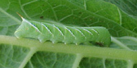 Hornworm