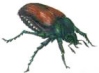 Japanese beetle