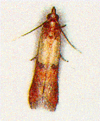 Meal Moth