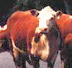 Livestock