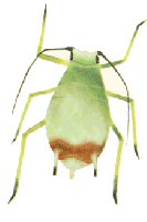 Oat Bird - Cherry Aphid