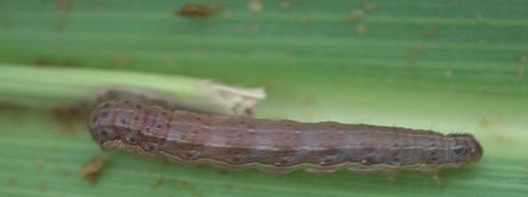 Armyworm Larva