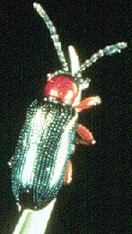 Cereal Leaf Beetle
