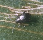 Flea Beetle