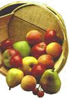 Fruit