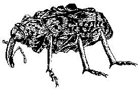 Plum Curculio