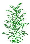 Tobacco