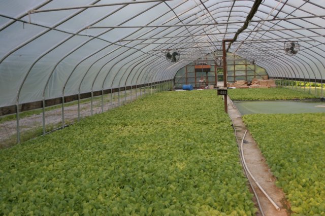 bluemoldgreenhouse1.jpg