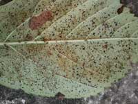 Lace bug