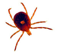 Lonestar tick