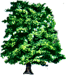 Maple
