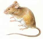 Mouse