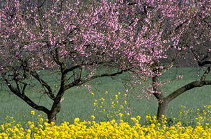 Peach tree