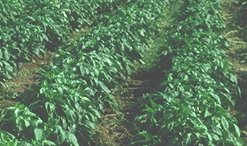 Pepper field