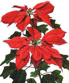 Poinsettia