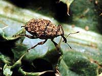 Rosette weevil