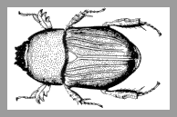 Sugarcane beetle