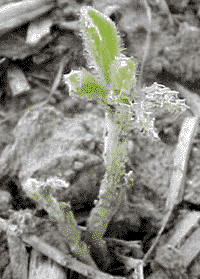 Slug damage