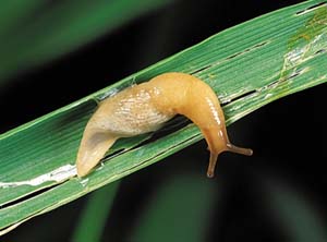 Slug