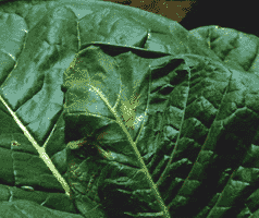 Stink bug damage
