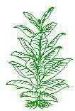 Tobacco