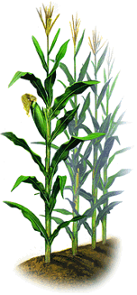 Corn