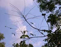 Damage