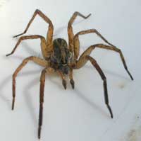 Wolf spider