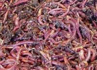 Earthworms