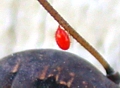 harvestmen leg with mite