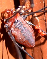Harvestman with mites
