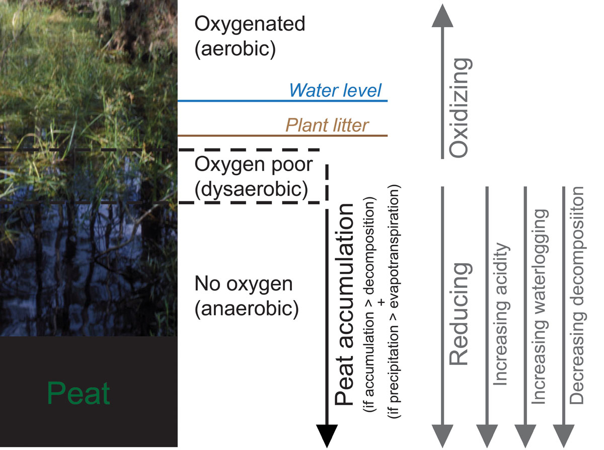 Some of the processes that break down and preserve organic material in peat.