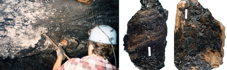 توپ های زغال سنگ (توده های قهوه ای) در یک معدن زغال سنگ زیرزمینی در بستر زغال سنگ آمبورگی، کنتاکی شرقی، و جزئیات نمونه هایی که بافت چوبی پر معدنی (قهوه ای) را به رنگ زغال سنگ (سیاه) نشان می دهد.
