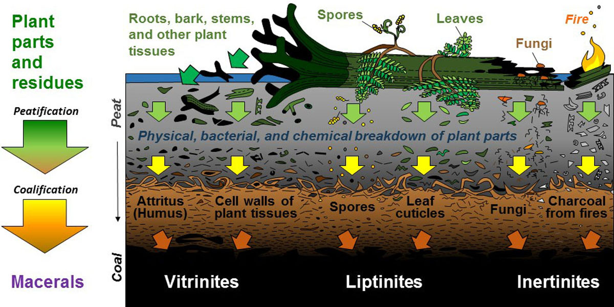 ماسرال های میکروسکوپی در زغال سنگ از گیاهان و بقایای گیاهی به دست می آیند.