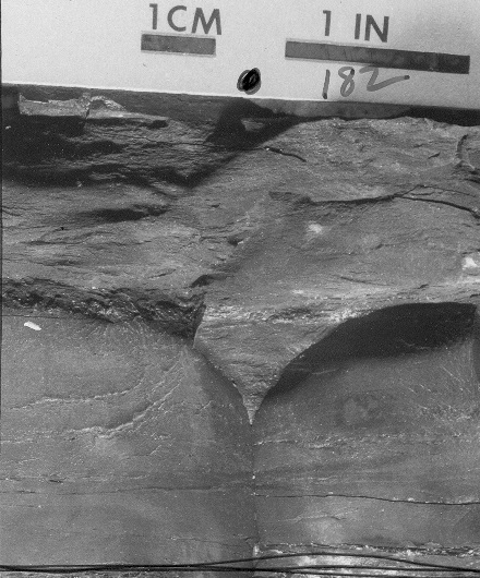 Hand sample of a dull cannel coal. Note the uniform, smooth texture and conchoidal fracture.