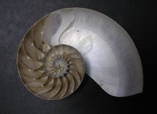 Spiral Shells