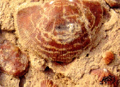 brachiopod