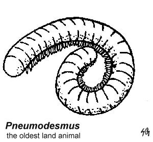 millipede coloring pages