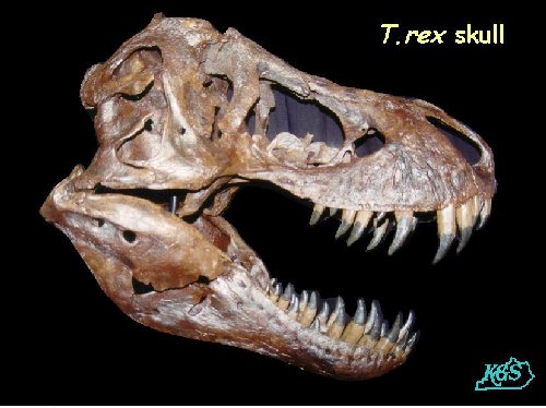 scary dinosaurs t rex real