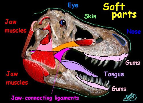 Draw T. rex, Educational Resources for K-16