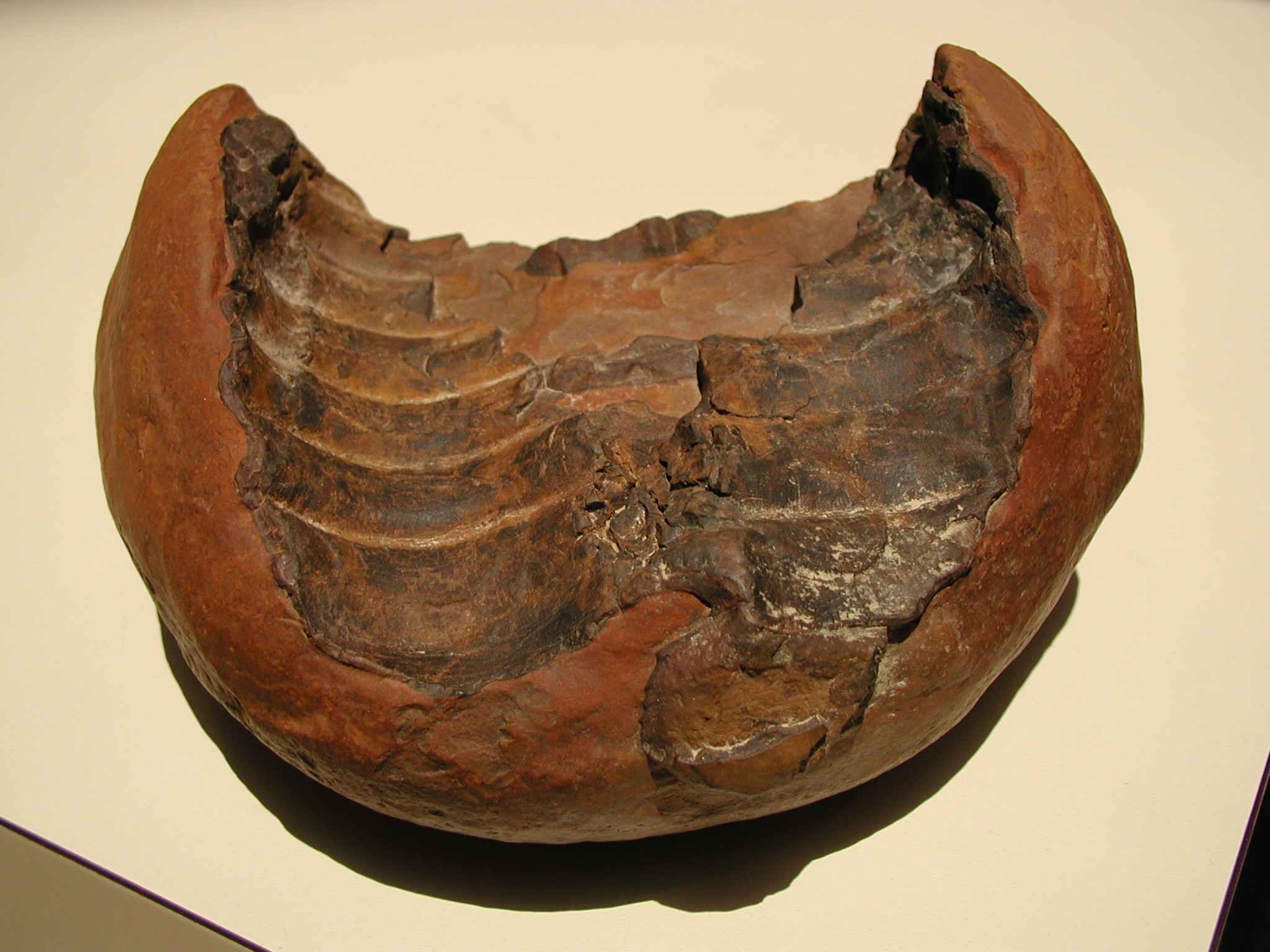 KY Mystery Fossil