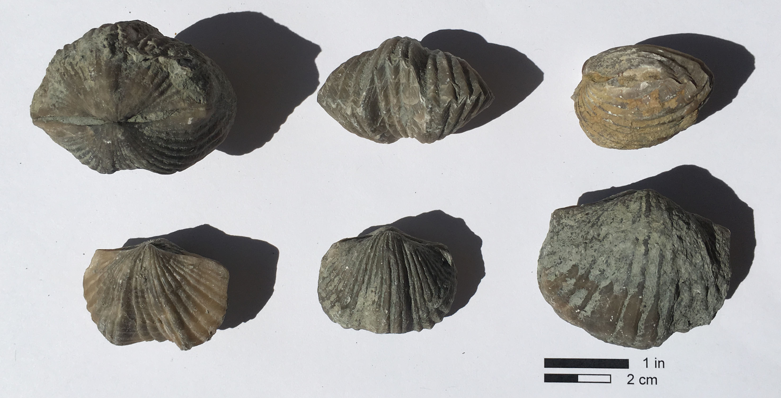 Different views of the brachiopod Vinlandostrophia ponderosa from the Grant Lake Limestone, Simpsonville area, central Kentucky, KGS collections. 