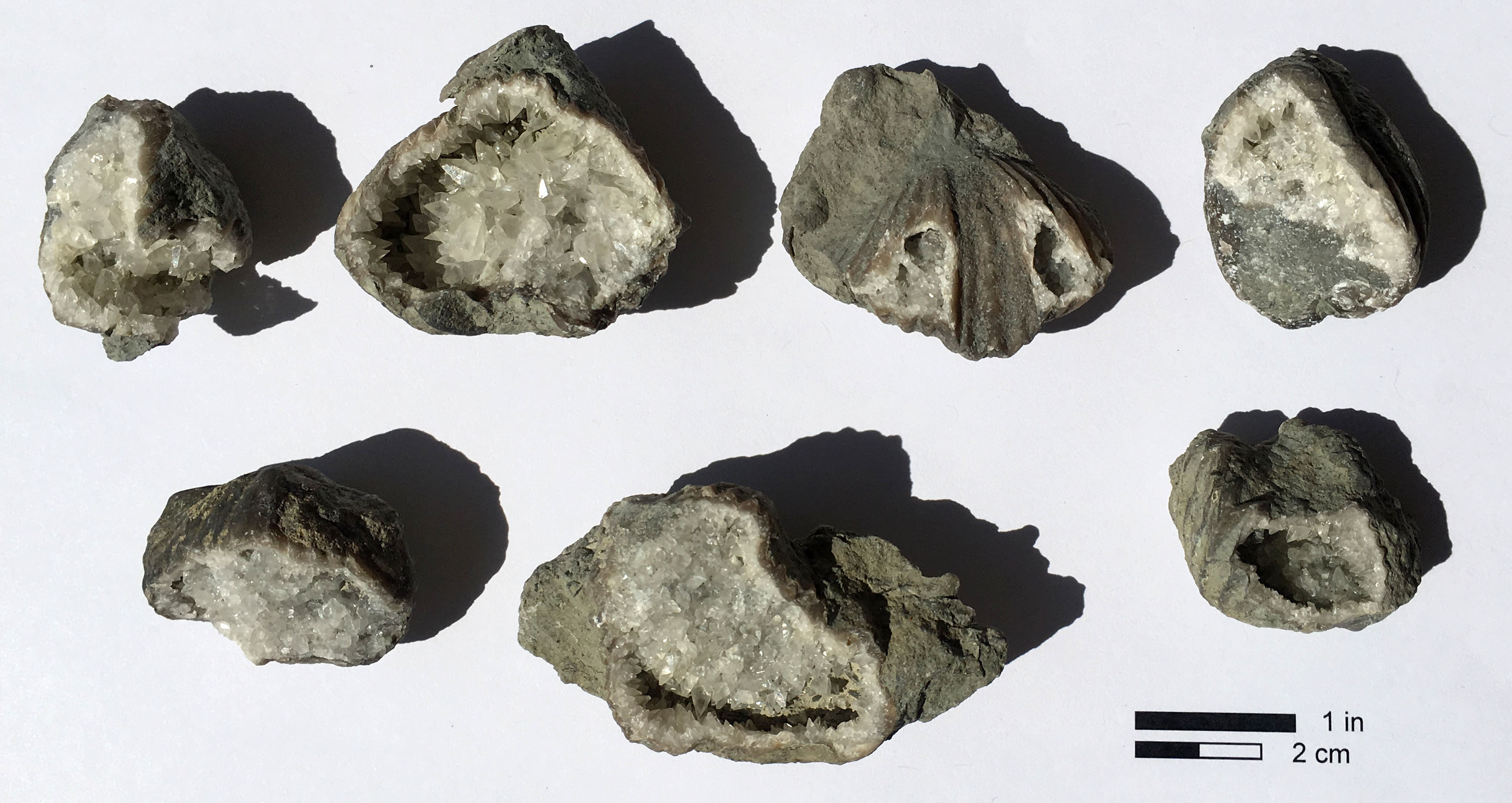 Examples of geodized Vinlandostrophia ponderosa from different units in the Simpsonville, Springfield, and Maysville areas, KGS collection.