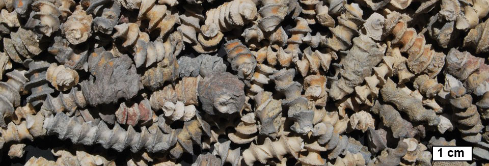 Collection of loose, screw-shaped bryozoan fossils Archimedes
