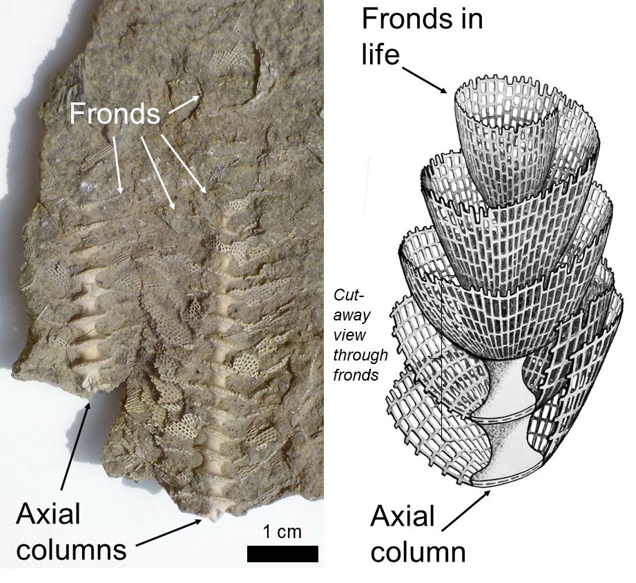 Archimedes fossils from Breckenridge County, western Kentucky, showing parts of fronds attached to axial columns and illustration of Archimedes in life.