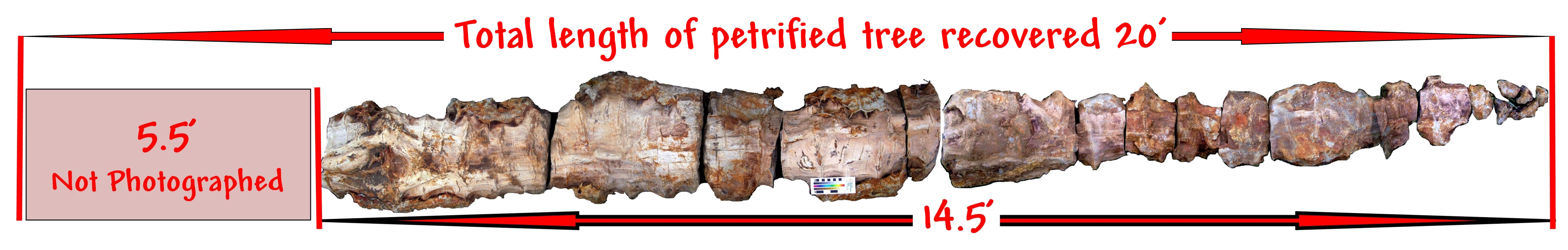 Example of a Callixylon log