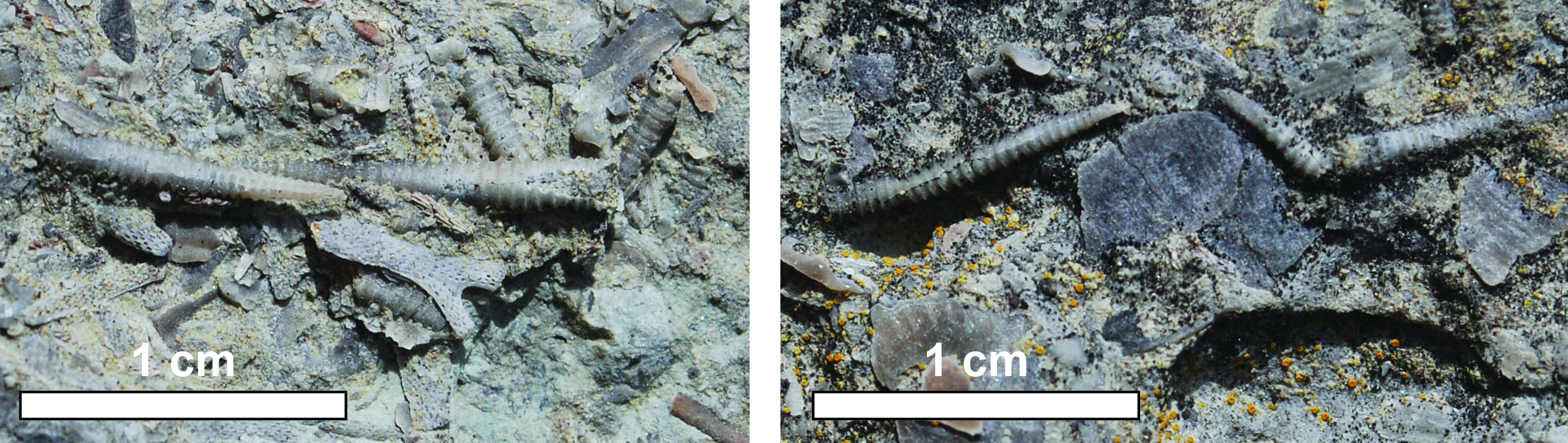 Tentaculites and bryozoan and brachiopod shell debris, from the Bull Fork Formation, Kentucky Geological Survey paleontological collection.