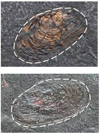 Fossil of the Month for January 2023: Anthraconaia