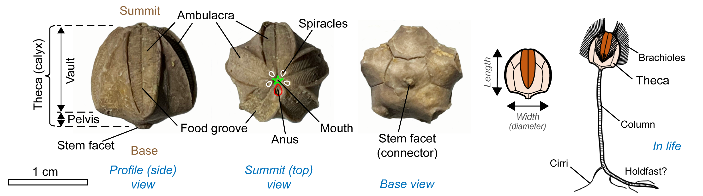 Parts of a Pentremites fossil
